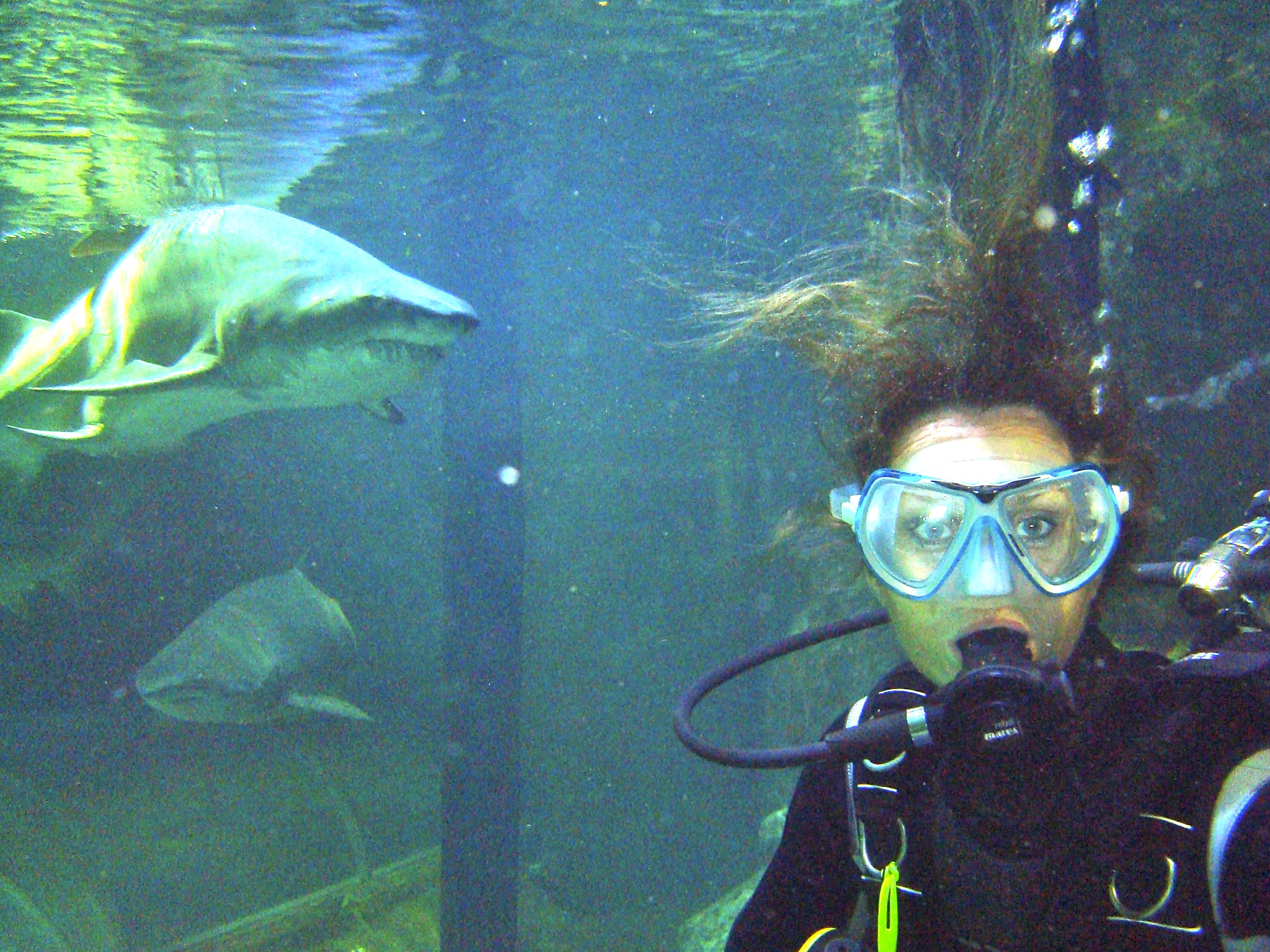 Naomi Simson experiences sharks
